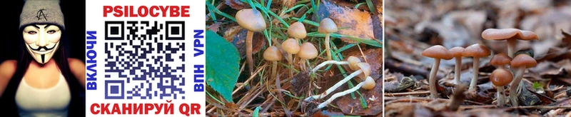 Псилоцибиновые грибы Cubensis  Козельск 